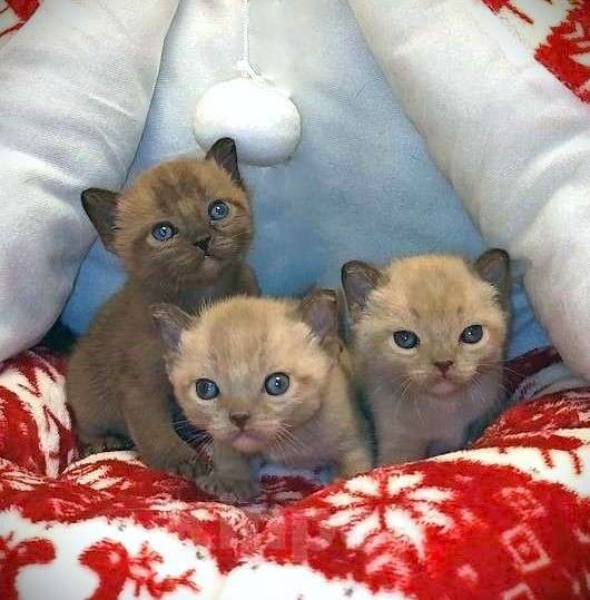 Кошки в Москве: Котики АМЕРИКАНСКОЙ ТРАДИЦИОННОЙ БУРМЫ Мальчик, Бесплатно - фото 2