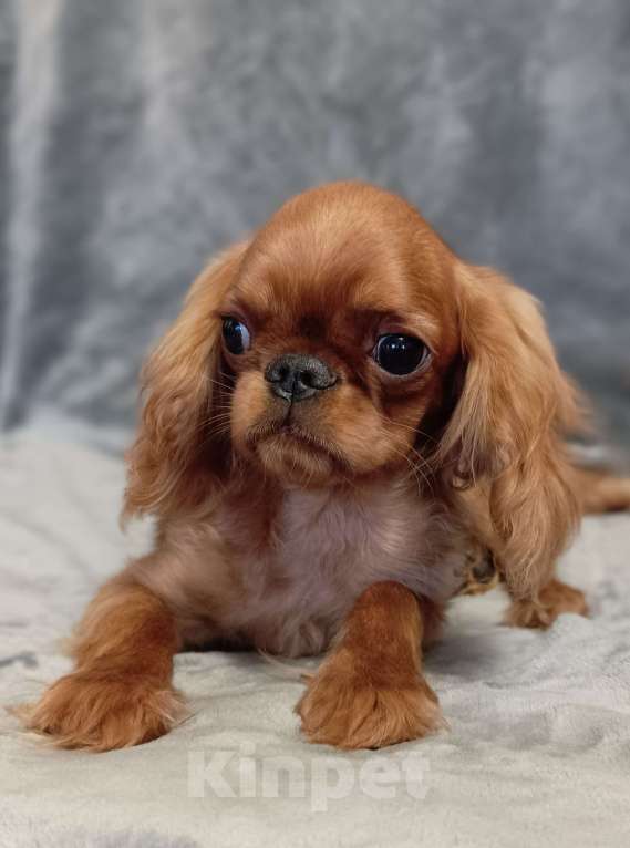 Собаки в Москве: Кайли Девочка, 55 000 руб. - фото 4