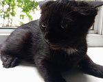 Кошки в Жуковском: Котята в добрые руки Девочка, Бесплатно - фото 3