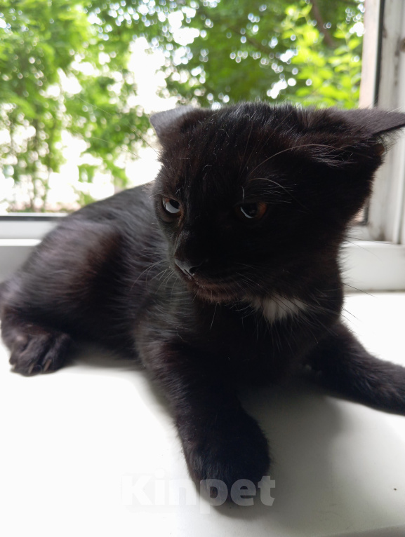 Кошки в Жуковском: Котята в добрые руки Девочка, Бесплатно - фото 3