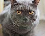 Кошки в Люберцах: Ищет дом ласковый красавец Мэйсон Мальчик, 10 руб. - фото 4