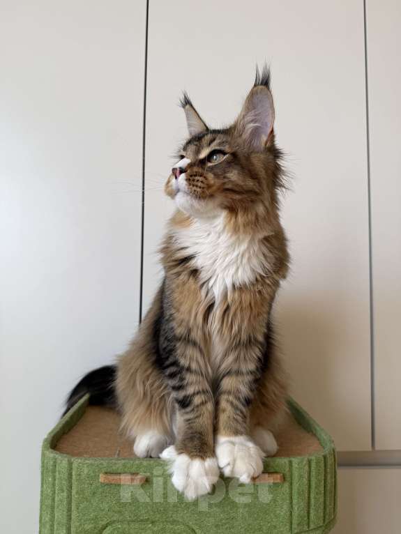 Кошки в Москве: Котенок мейн-кун Мальчик, 35 000 руб. - фото 2