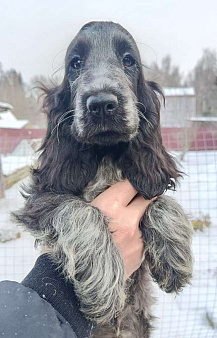 Английский кокер спаниель щенок
