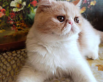Кошки в Болхове: Персидский котёнок (экзот), 15 000 руб. - фото 4