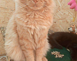 Кошки в Малмыже: Мейн-кун, 2 000 руб. - фото 1