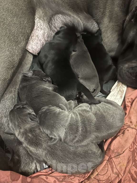 Собаки в других городах Московской области: Щенки Кане-корсо Разнополые, 40 000 руб. - фото 1