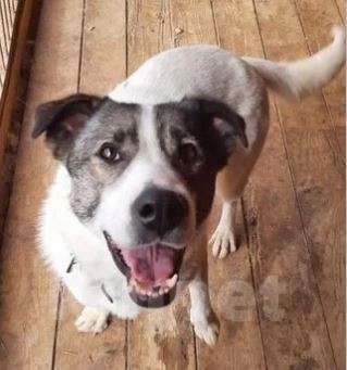 Собаки в Москве: Струня Девочка, Бесплатно - фото 3