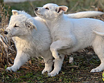Собаки в Екатеринбурге: Щенок Белой Щвейцарской овчарки девочка К/Ш Девочка, 50 000 руб. - фото 6