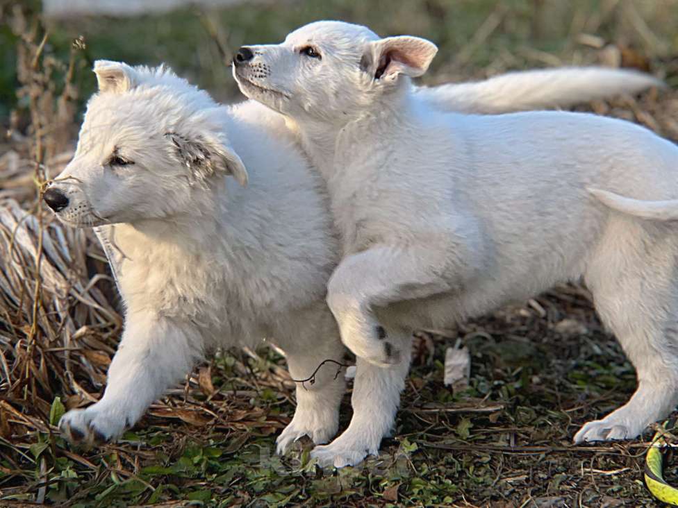 Собаки в Екатеринбурге: Щенок Белой Щвейцарской овчарки девочка К/Ш Девочка, 50 000 руб. - фото 6