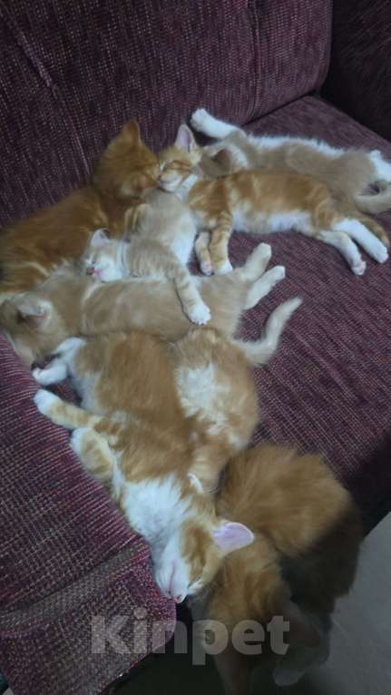 Кошки в Москве: Девочка 2 Девочка, 20 000 руб. - фото 7