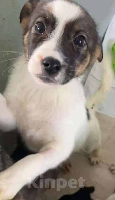 Собаки в Липецке: Щенки из приюта ищут дом Девочка, Бесплатно - фото 2