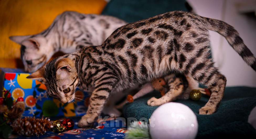 Кошки в Москве: Бенгальский котенок  Мальчик, 35 000 руб. - фото 6