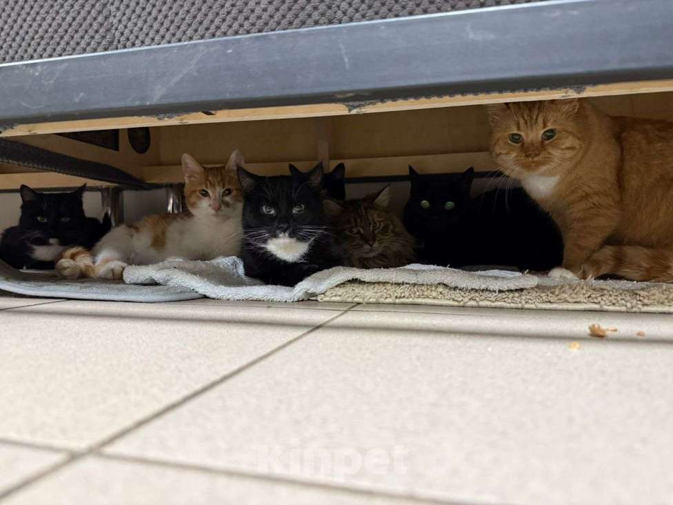 Кошки в других городах Московской области: Кошечки и коты Девочка, Бесплатно - фото 2