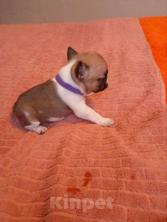 Собаки в Москве: Продаются Щенки Французкого Бульдога Девочка, 50 000 руб. - фото 3