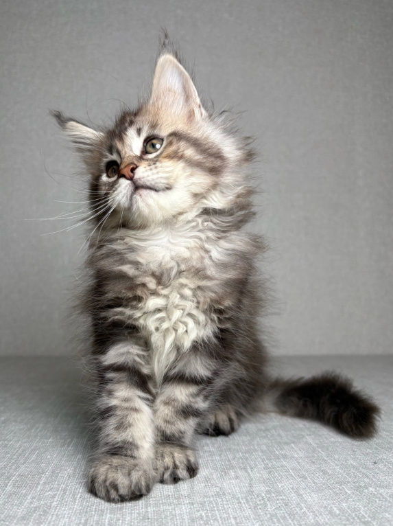 Кошки в Кубинке: Котенок мейн-куна Девочка, Бесплатно - фото 1