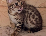 Кошки в Химках: Бенгальский котенок мальчик Мальчик, 25 000 руб. - фото 3