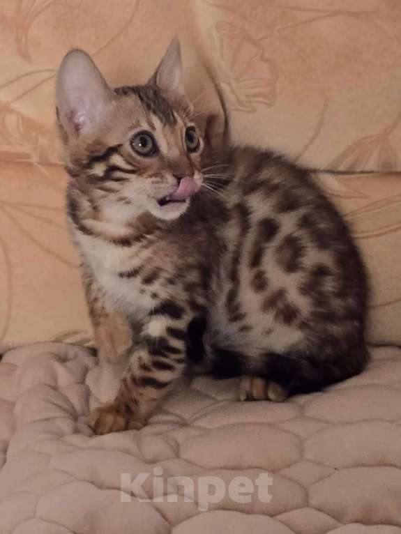 Кошки в Химках: Бенгальский котенок мальчик Мальчик, 25 000 руб. - фото 3