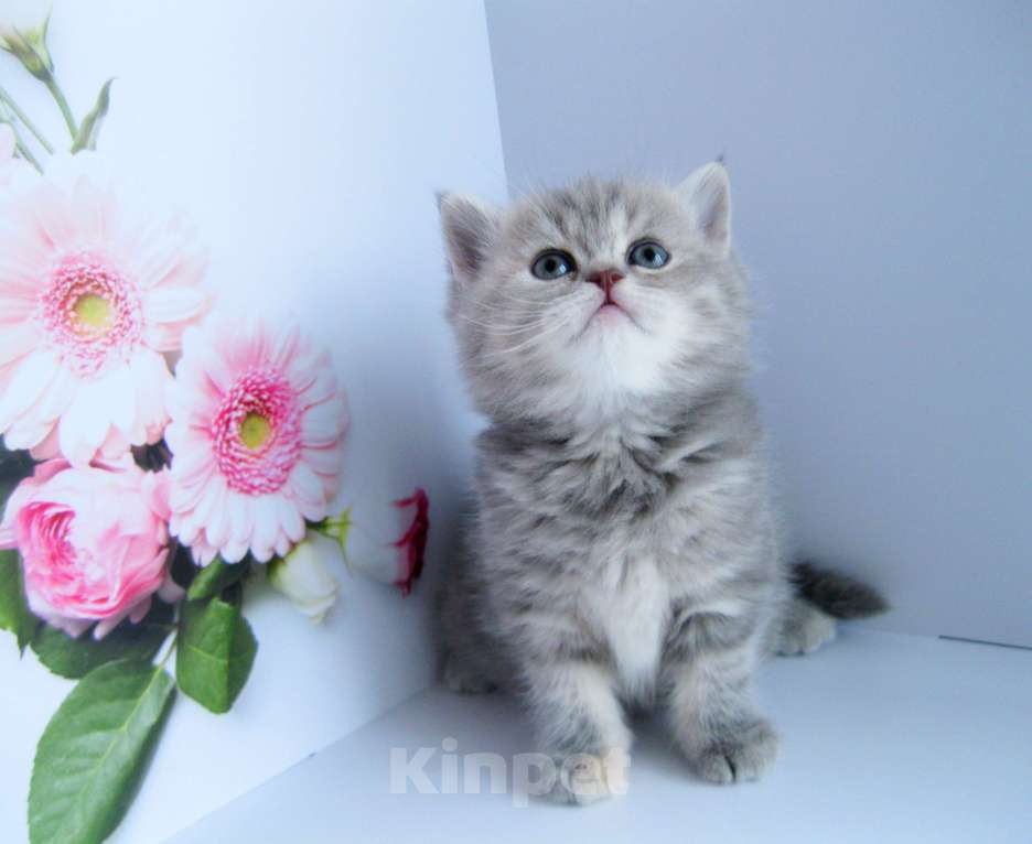 Кошки в Ставрополе: Шотландская девочка Девочка, 15 000 руб. - фото 6