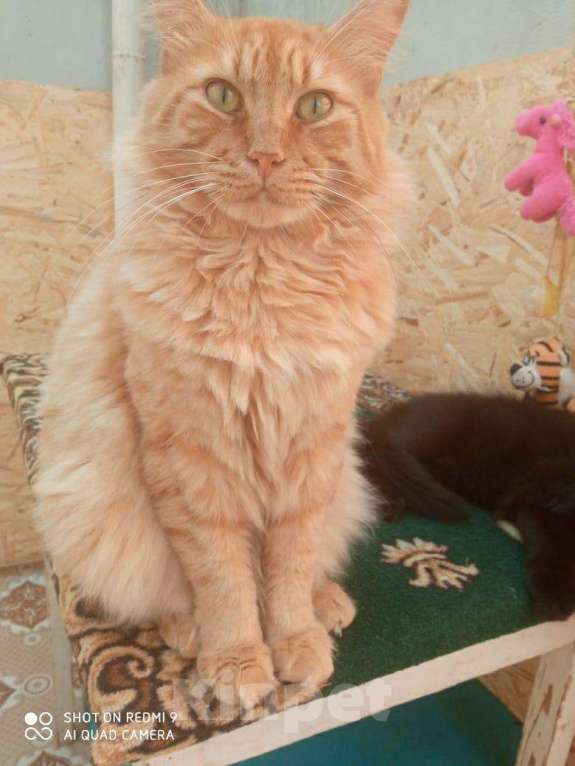Кошки в Малмыже: Мейн-кун, 2 000 руб. - фото 1