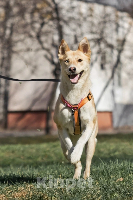 Собаки в Москве: Разноглазая собака в добрые руки Девочка, Бесплатно - фото 4