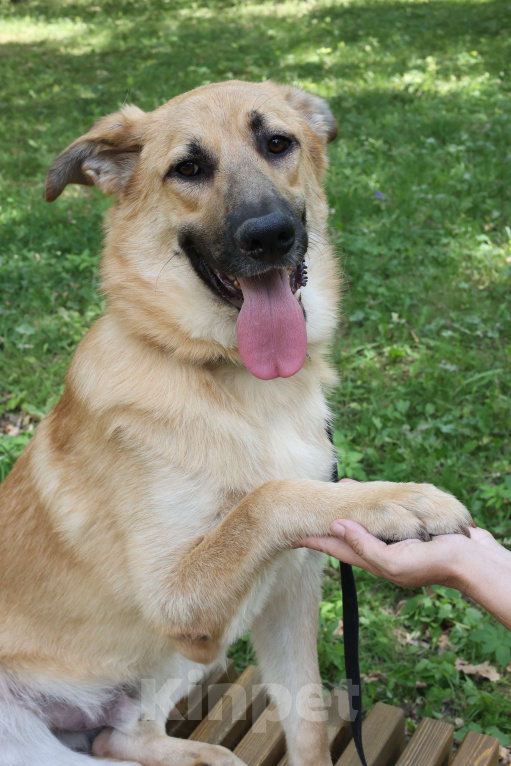 Собаки в Москве: Собака в добрые руки бесплатно Москва Мальчик, Бесплатно - фото 8