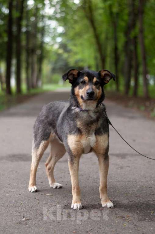 Собаки в Ногинске: Кузька - маленький песик в дар Мальчик, Бесплатно - фото 9