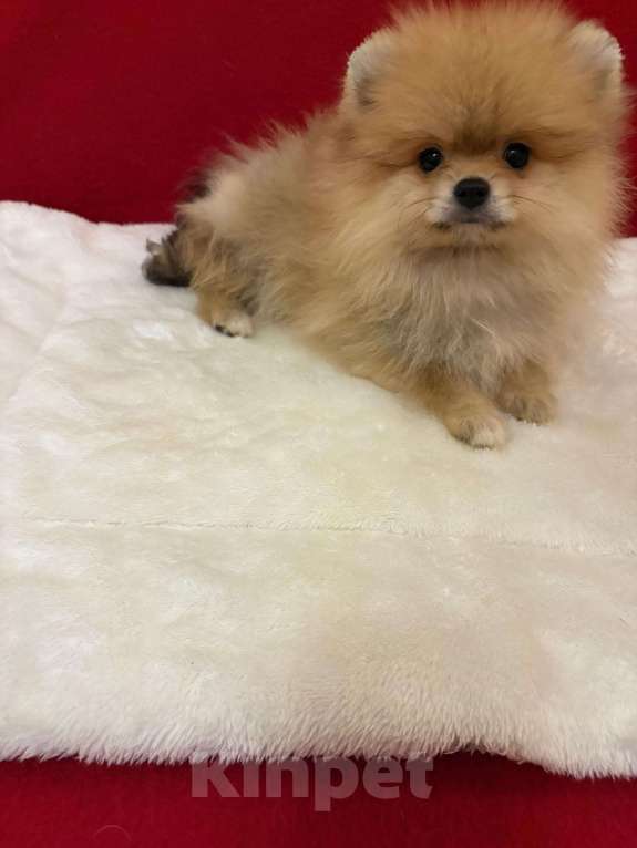 Собаки в Москве: Померанский  шпиц      Девочка   Девочка, 30 000 руб. - фото 2