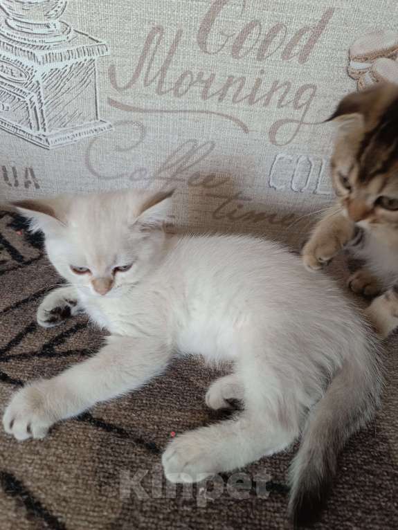 Кошки в Екатеринбурге: Прямоухая девочка окраса color point Девочка, 12 000 руб. - фото 5