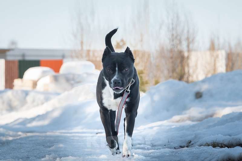 Собаки в Москве: Питбуль Пит в добрые руки Мальчик, Бесплатно - фото 5