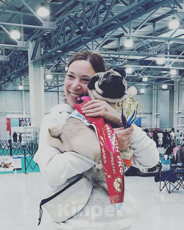 Собаки в Москве: Шарли Шеннон Мальчик, 85 000 руб. - фото 9