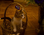 Кошки в Москве: Котенок Мия ищет дом Девочка, Бесплатно - фото 4