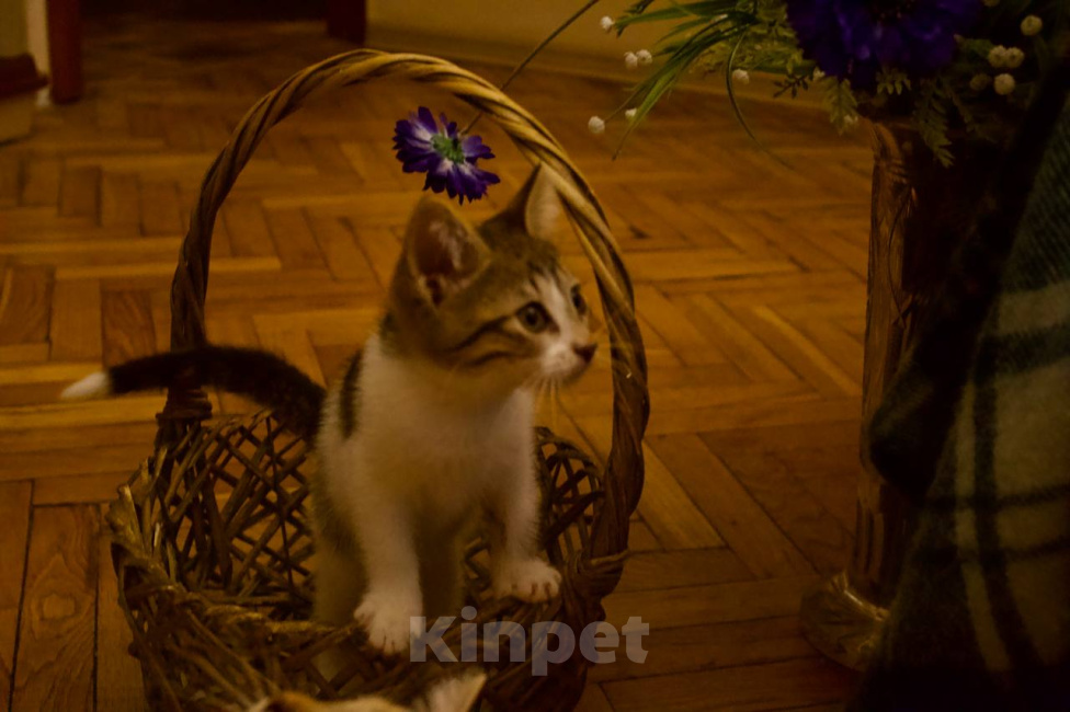 Кошки в Москве: Котенок Мия ищет дом Девочка, Бесплатно - фото 4