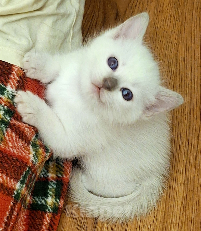 Кошки в Санкт-Петербурге: Тайская кошечка Девочка, 80 000 руб. - фото 1