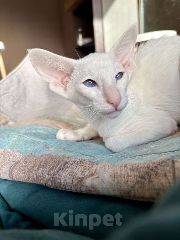 Кошки в Казани: Ориентальная кошечка Девочка, Бесплатно - фото 2