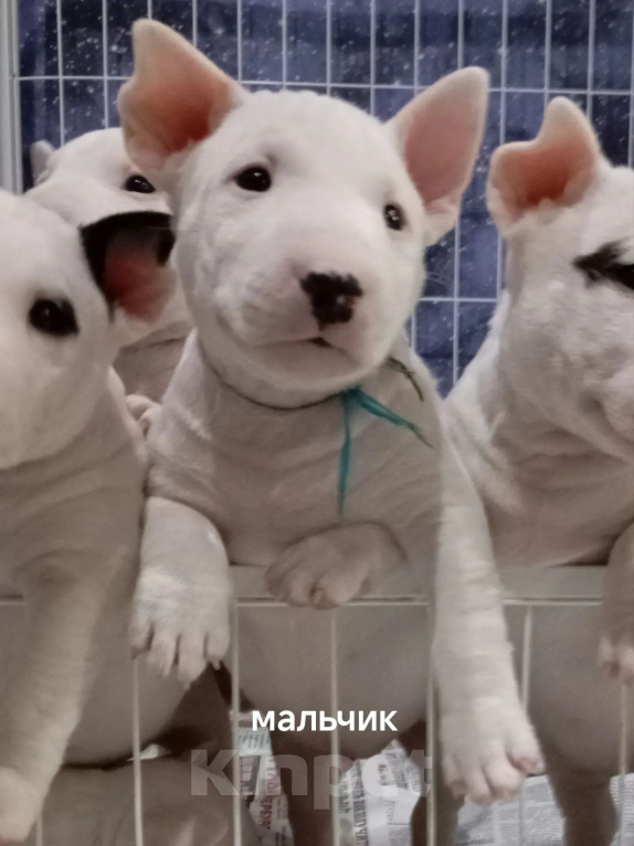 Собаки в Санкт-Петербурге: Белые быляшки Девочка, 80 000 руб. - фото 3