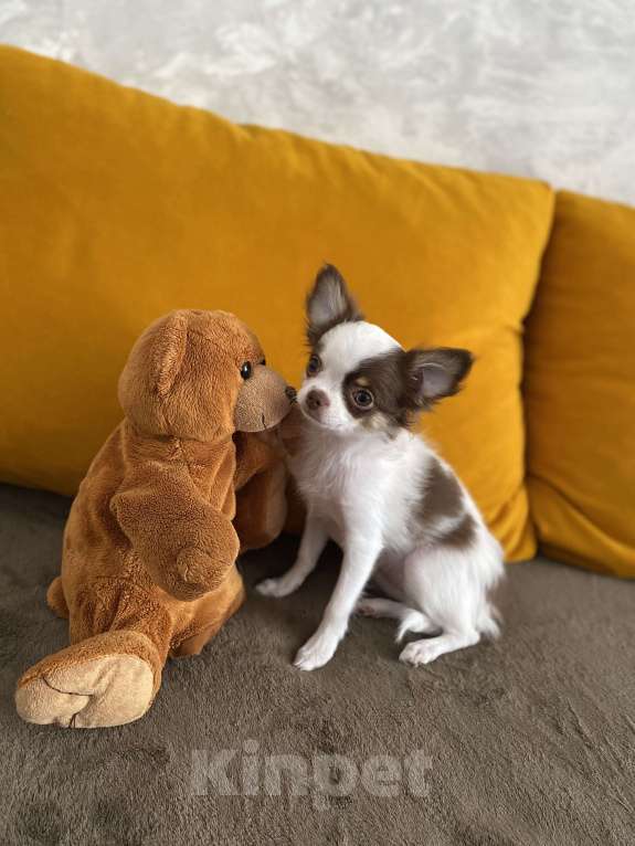 Собаки в Краснодаре: Чишка девочка Девочка, 25 000 руб. - фото 7