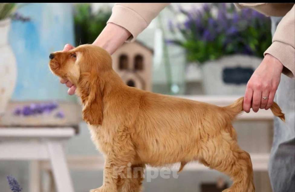 Собаки в Москве: Английский кокер спаниель щенок Мальчик, Бесплатно - фото 2