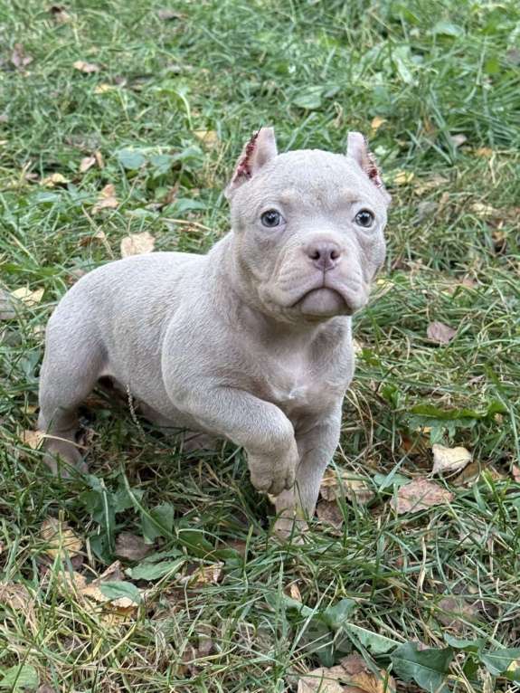 Собаки в Жуковском: Американский булли щенки покет Девочка, 90 000 руб. - фото 3