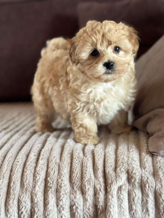 Собаки в Новосибирске: Мальтипу f1 щенок Мальчик, 100 000 руб. - фото 4