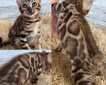 Кошки в Москве: Бенгальский котёнок  Мальчик, 30 000 руб. - фото 1