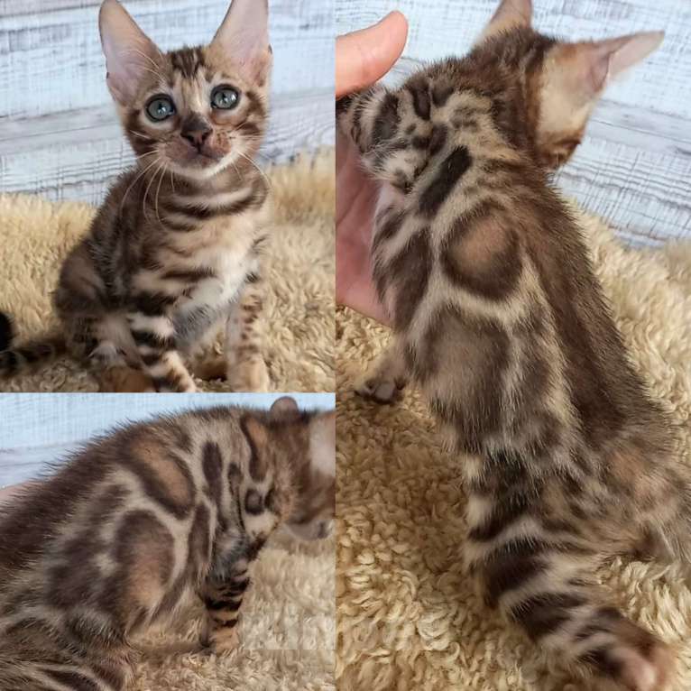 Кошки в Москве: Бенгальский котёнок  Мальчик, 30 000 руб. - фото 1