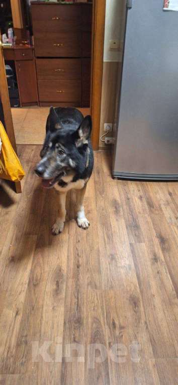 Собаки в Сертолово: Собака девочка добрая Девочка, 10 000 руб. - фото 1