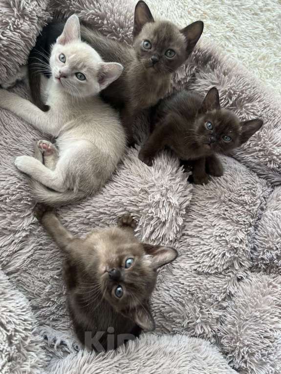 Кошки в Санкт-Петербурге: Котята европейской бурмы Разнополые, Бесплатно - фото 2