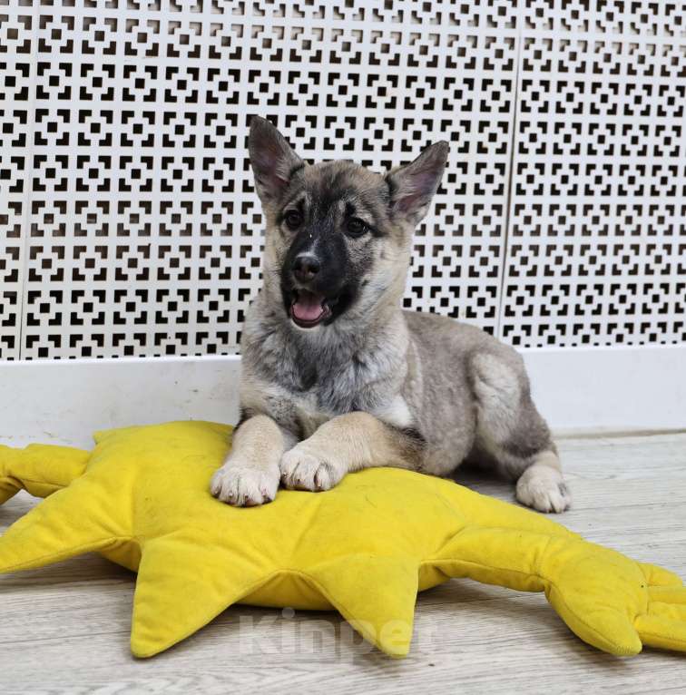 Собаки в Москве: Щенки бесплатно в Москве Девочка, Бесплатно - фото 6