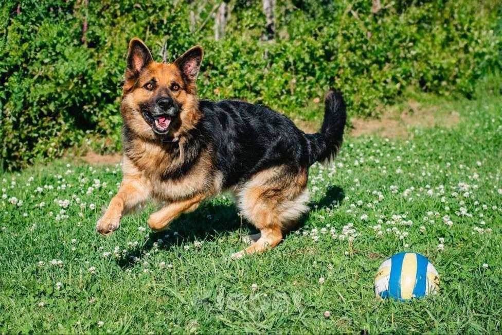 Собаки в Наро-Фоминске: Его хотели убить,выбросив в лесу на верную погибель Мальчик, Бесплатно - фото 5
