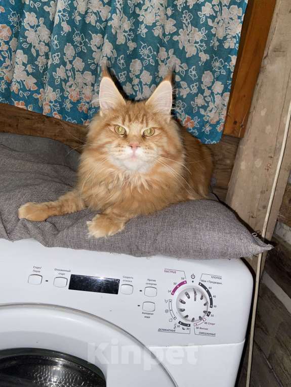 Кошки в Москве: Мейн-кун девочка Девочка, 35 000 руб. - фото 2