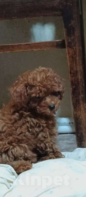 Собаки в Москве: Девочка той пудель ред браун Девочка, Бесплатно - фото 6