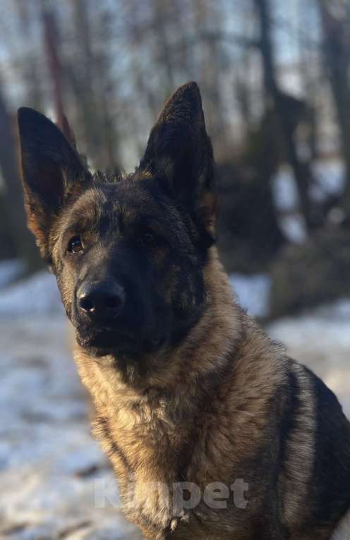 Собаки в Звенигороде: Подрощенная зонарная сука Девочка, Бесплатно - фото 1