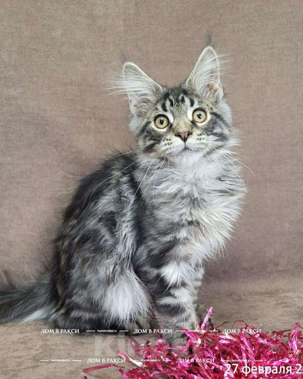 Кошки в Всеволожске: Кот мейн-кун Cooper Raksi Line Мальчик, Бесплатно - фото 1