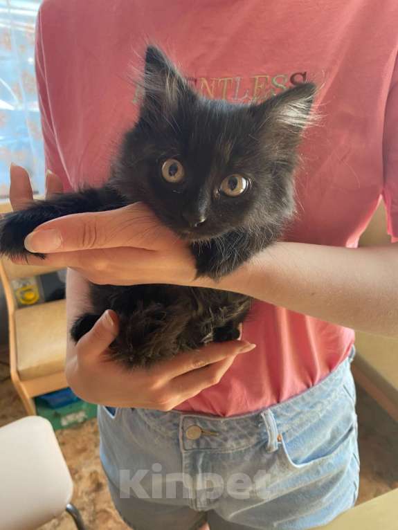 Кошки в Тюмени: Отдам котят в добрые руки Мальчик, 1 руб. - фото 3